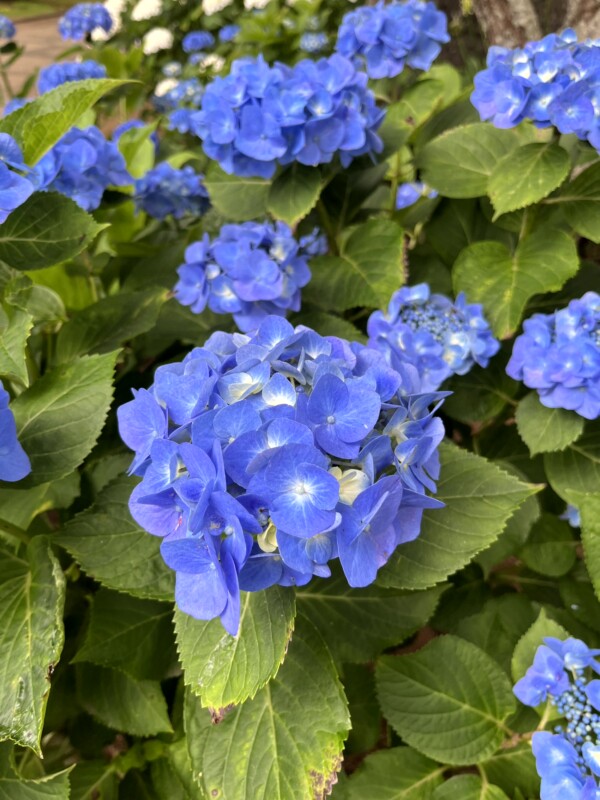 千葉 犬吠埼と銚子散策4